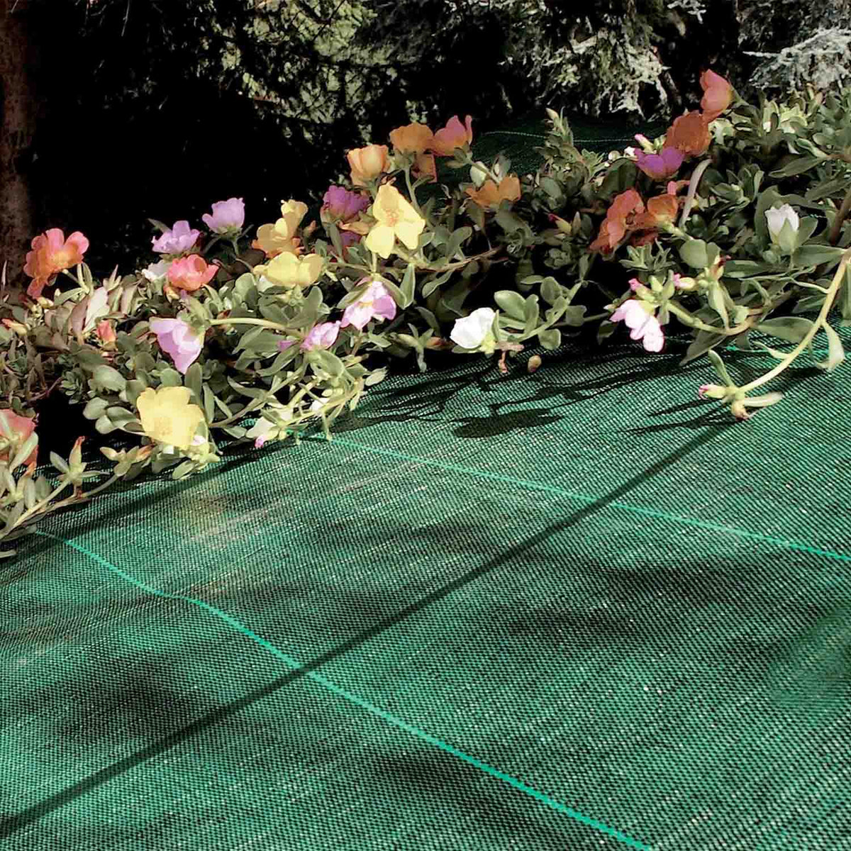 Telo Pacciamatura Nero 100gr/mq - 105cm X 100m Anti Erbacce Per Orto E Giardino - Foto 7